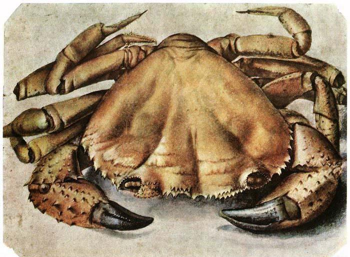 Albrecht Durer Lobster 1495 Watercolour and gouache